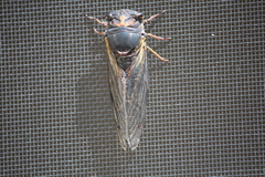 Neotibicen lyricen engelhardti