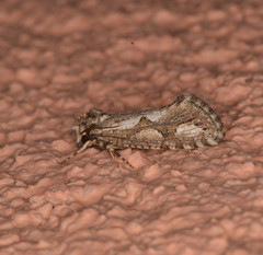 Acrolophus variabilis
