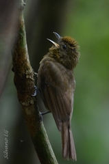 Schiffornis veraepacis