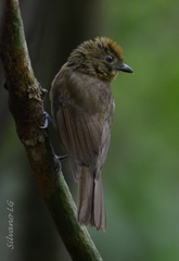 Schiffornis veraepacis