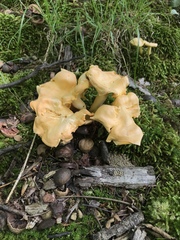 Cantharellus flavolateritius
