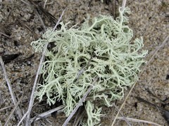 Cladonia submitis