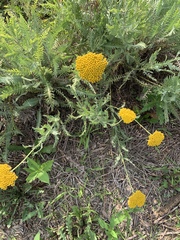 Achillea filipendulina