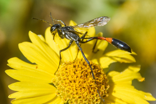 Common thread-waisted wasp