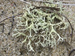 Cladonia labradorica