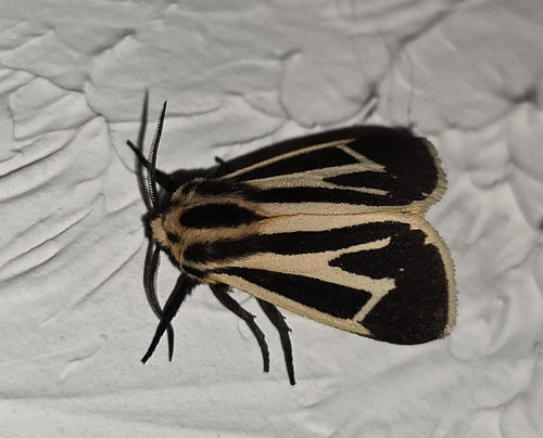 Banded Tiger Moth photo 4