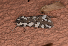 Arachnis zuni