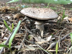 Agaricus moelleri