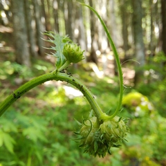 Cirsium erisithales