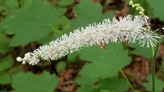 Actaea elata elata