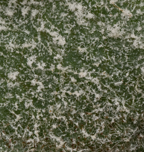 apple powdery mildew