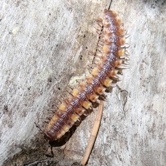 Polydesmus complanatus