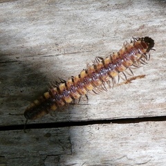 Polydesmus complanatus