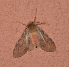 Pseudohemihyalea labecula