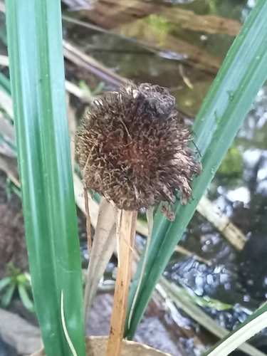 Thurnia sphaerocephala (Thurnia sphaerocephala)
