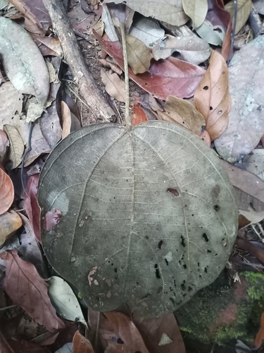 Bigggg (Abuta rufescens)