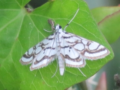 Nymphula nitidulata