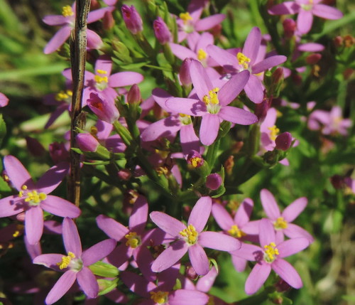 Slender Centaury