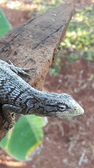 Polychrus acutirostris