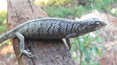 Polychrus acutirostris