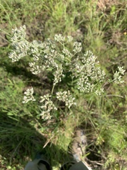 Eupatorium rotundifolium