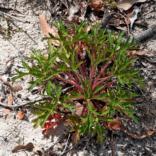 Image of Trachymene composita by (c) Max Campbell, some rights reserved (CC BY)