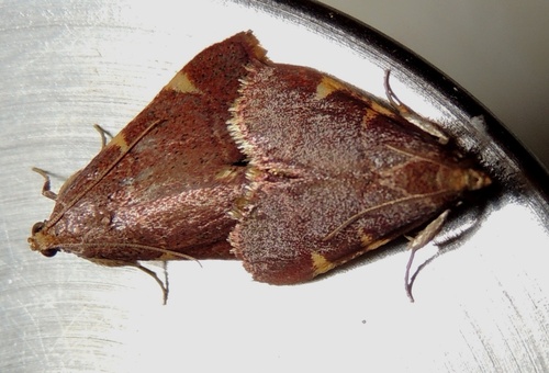 Yellow-fringed Dolichomia Moth