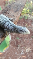 Polychrus acutirostris