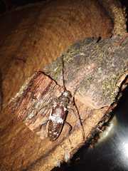 Enaphalodes taeniatus
