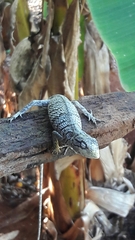 Polychrus acutirostris