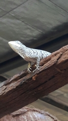 Polychrus acutirostris