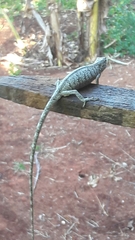 Polychrus acutirostris