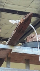 Polychrus acutirostris