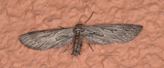 Glaucina interruptaria