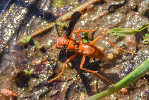 Red paper wasp