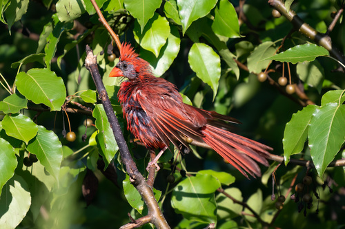Northern Cardinal photographed in Virginia