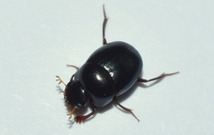 Pseudocanthon perplexus
