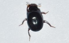 Pseudocanthon perplexus