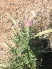 Dalea villosa