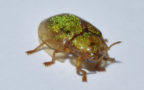Eurypepla brevilineata