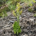 Giant Moonwort - Photo (c) Logan McLeod, some rights reserved (CC BY-NC-SA), uploaded by Logan McLeod