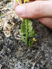 Botrychium yaaxudakeit