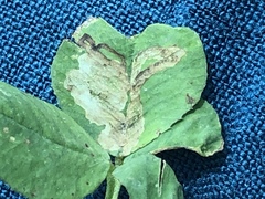 Liriomyza fricki