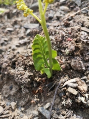 Botrychium yaaxudakeit