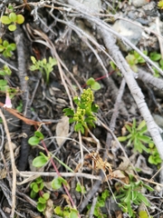 Botrychium lanceolatum