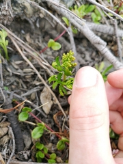 Botrychium lanceolatum
