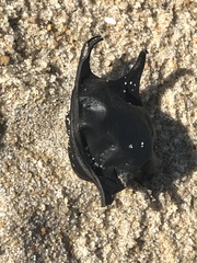 Leucoraja erinaceus