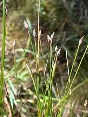 Eleocharis microcarpa image