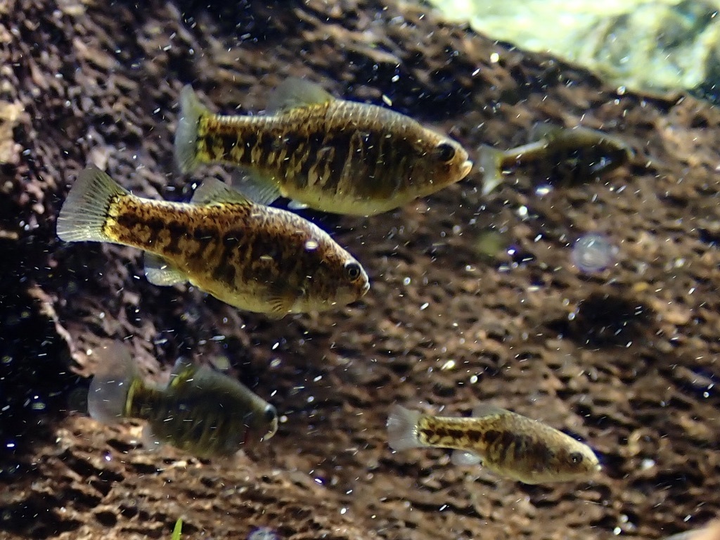 Owens Pupfish (Cyprinodon radiosus) — Cyprinodontidae