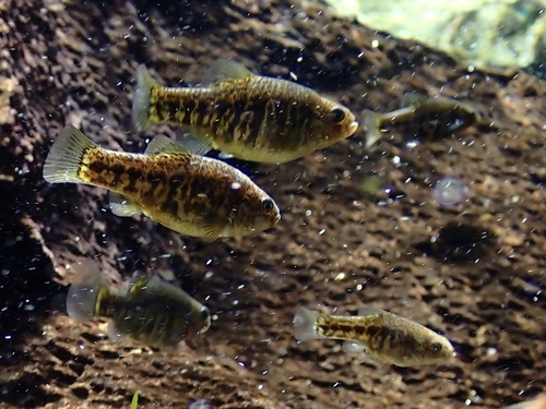 Owens Pupfish (Cyprinodon radiosus) — Cyprinodontidae